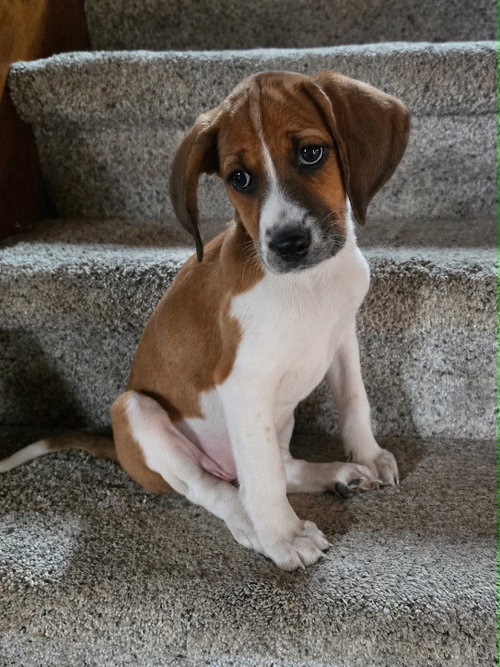 Tipper, an adoptable Unknown breed in Shelburne, VT
