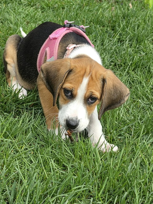Mae, an adoptable Unknown breed in Shelburne, VT