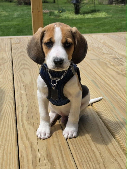 Nike, an adoptable Unknown breed in Shelburne, VT