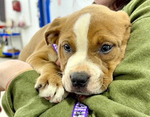 Lisa, an adoptable Unknown breed in Shelburne, VT