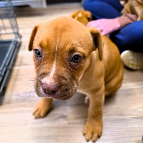 Joanne, an adoptable Unknown breed in Shelburne, VT