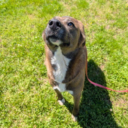 Valentina, an adoptable Unknown breed in Shelburne, VT