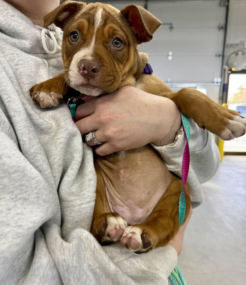 Julie, an adoptable Unknown breed in Shelburne, VT