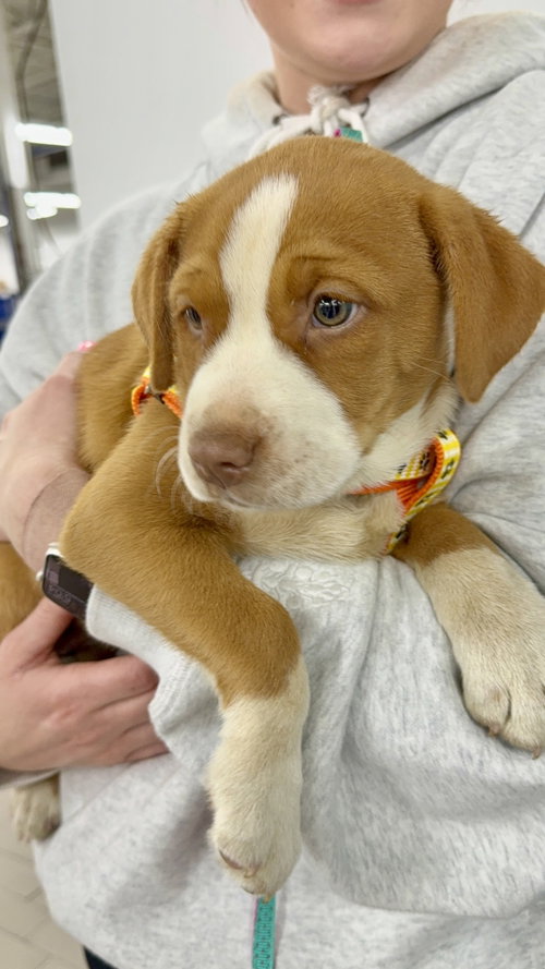 Marge, an adoptable Unknown breed in Shelburne, VT
