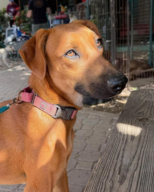 Vera, an adoptable Unknown breed in Shelburne, VT