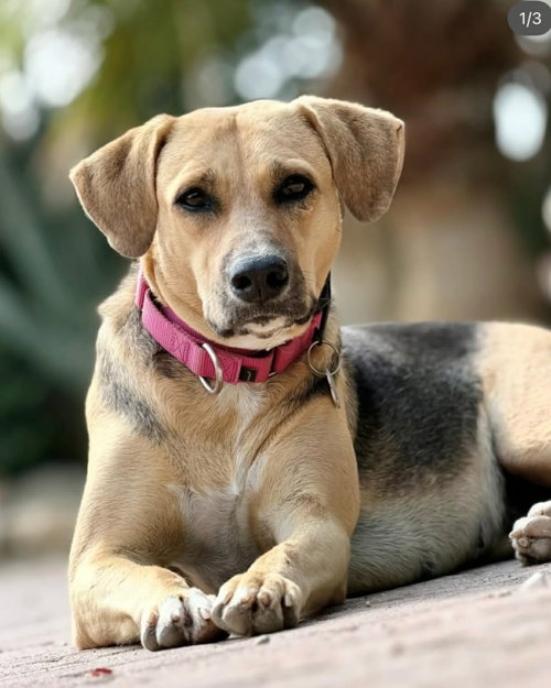 Tequita, an adoptable Unknown breed in Shelburne, VT
