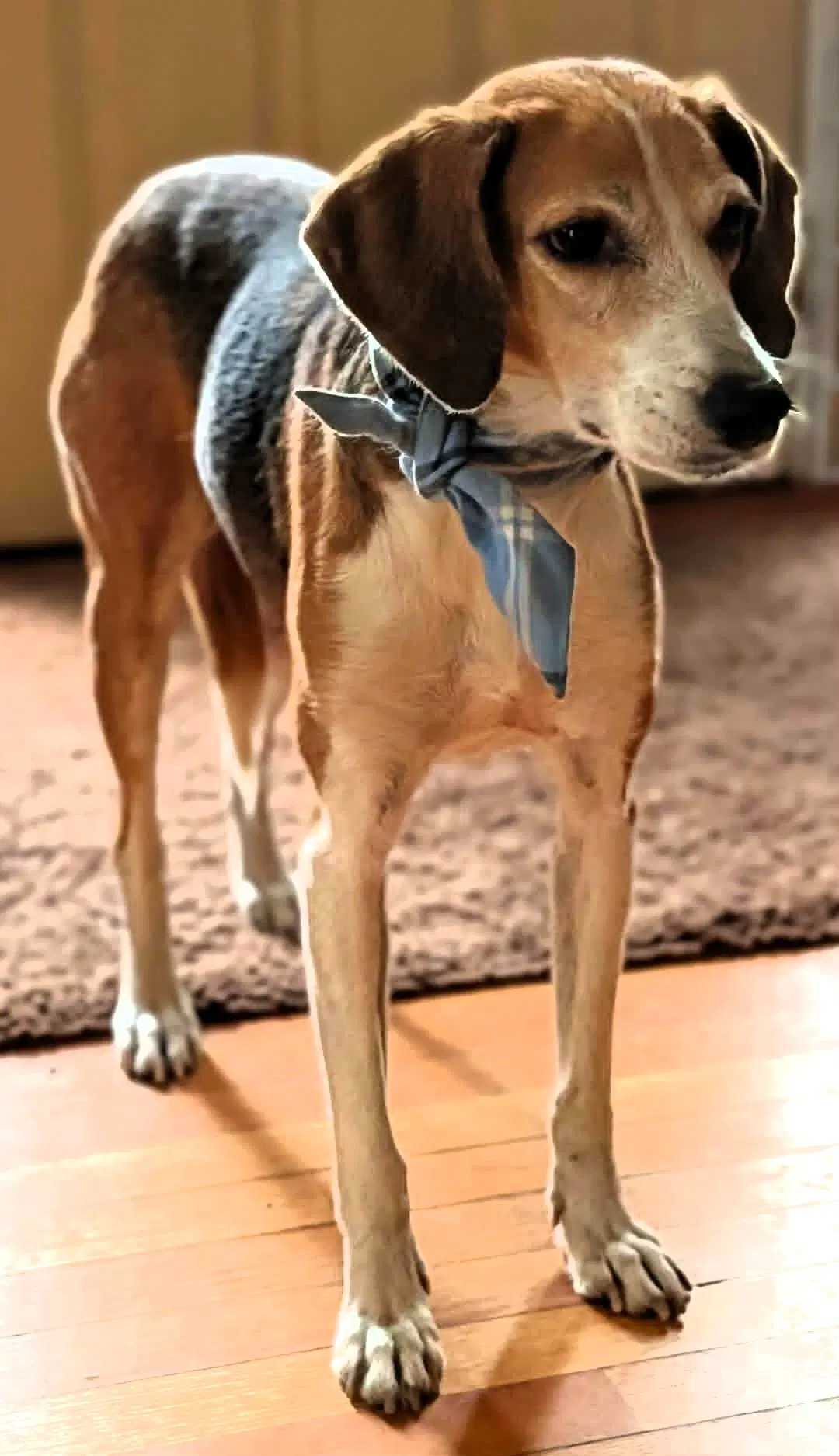 Stella image 2