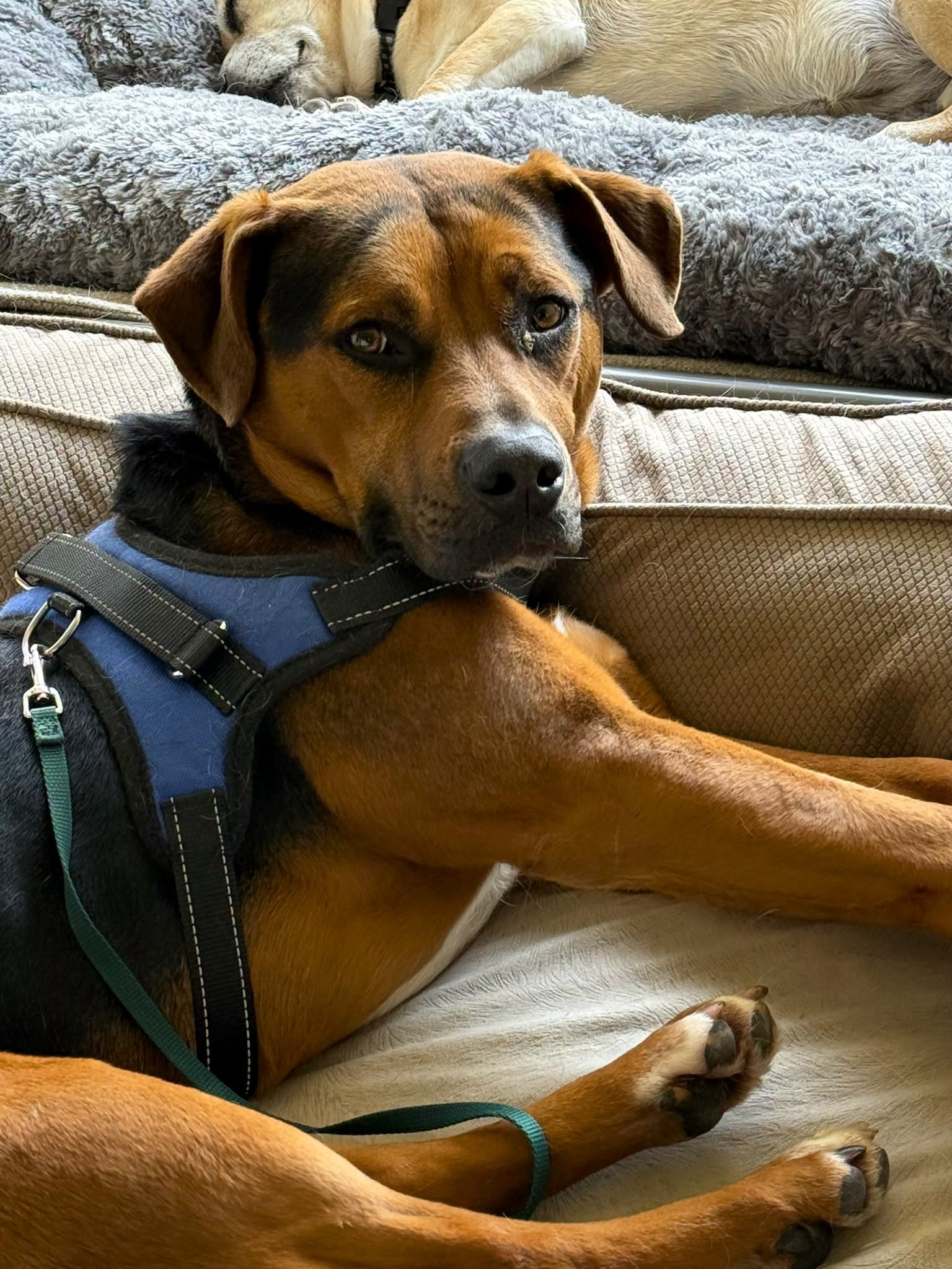 Dack, Mixed Breed