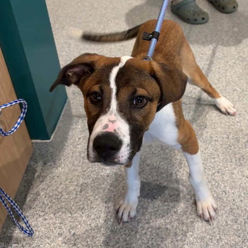 Dreamy, an adoptable Unknown breed in Shelburne, VT