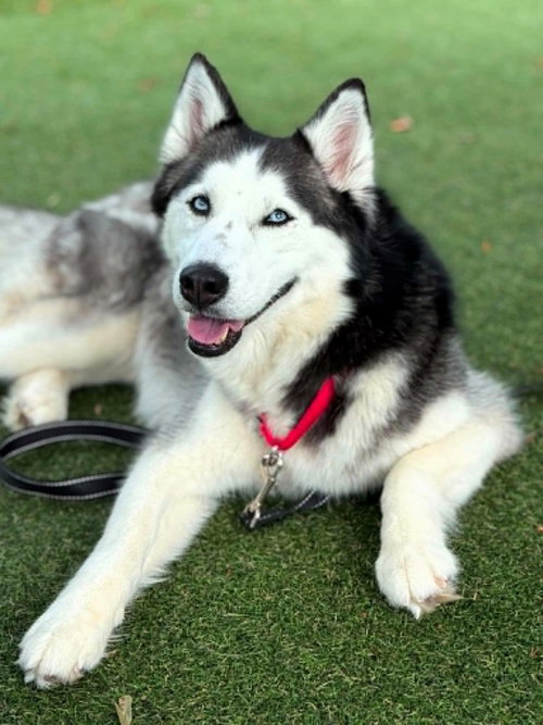 picture of the dog needing adoption