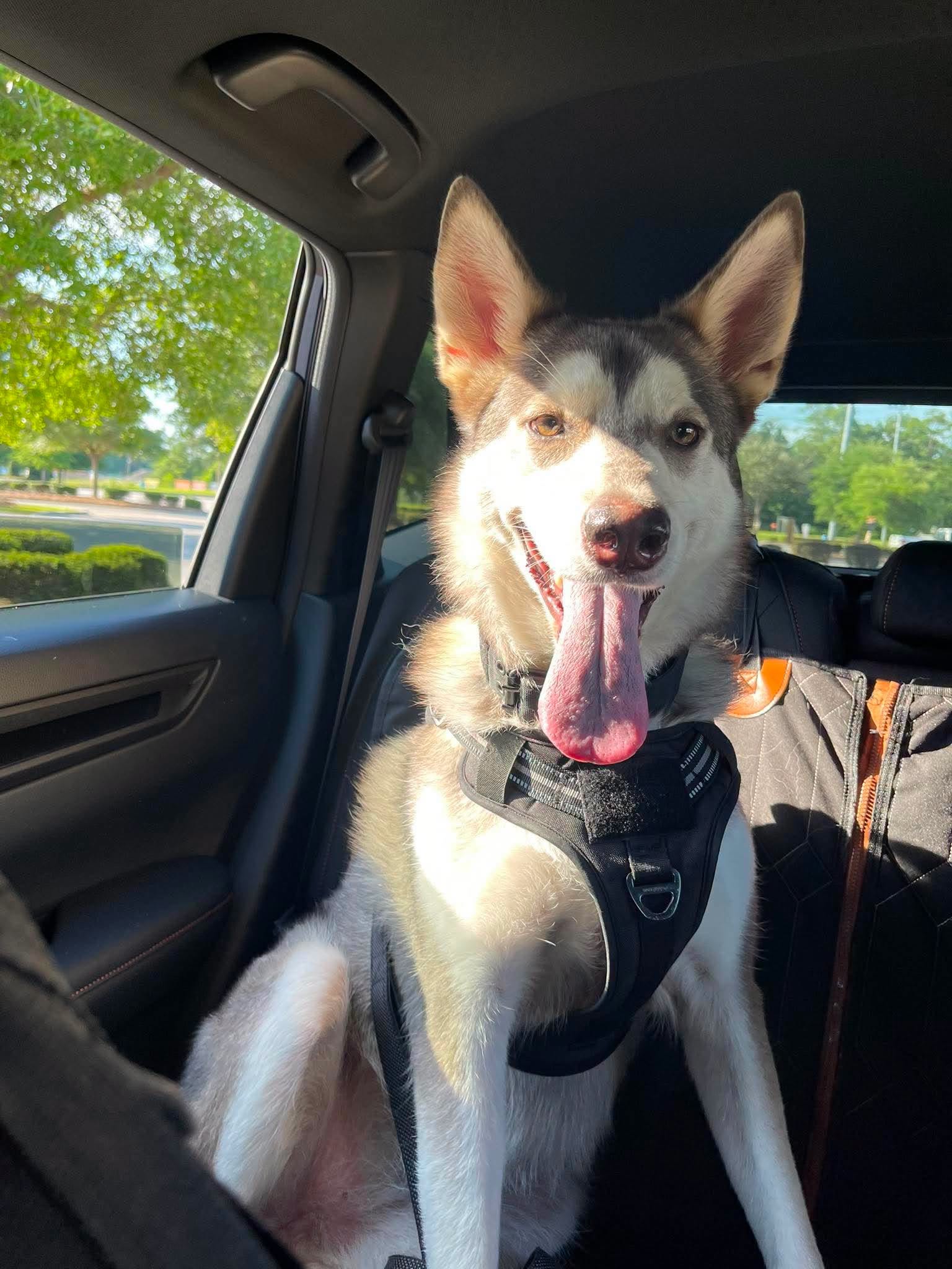 Koda, Mixed Breed