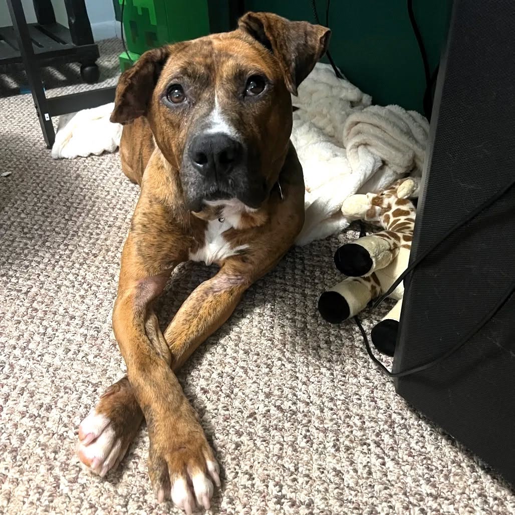 Bongo, Mixed Breed