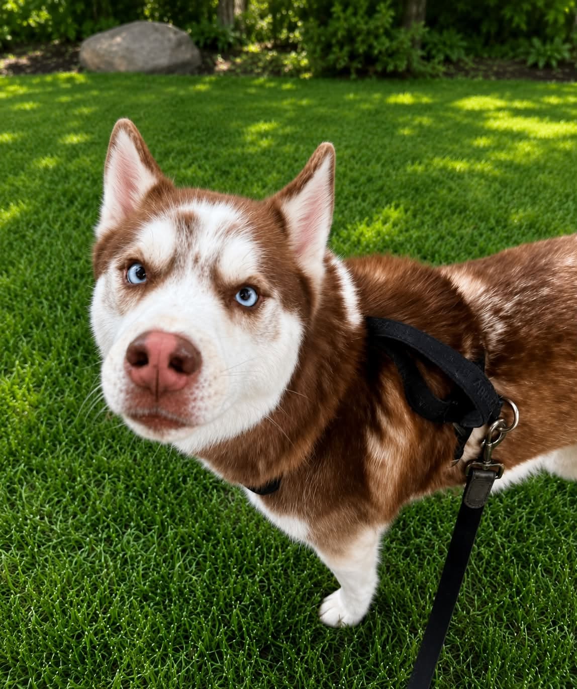 Apollo, Mixed Breed