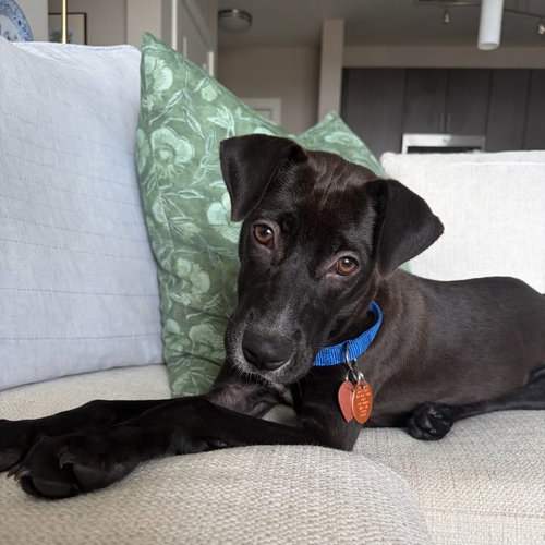 picture of the dog needing adoption