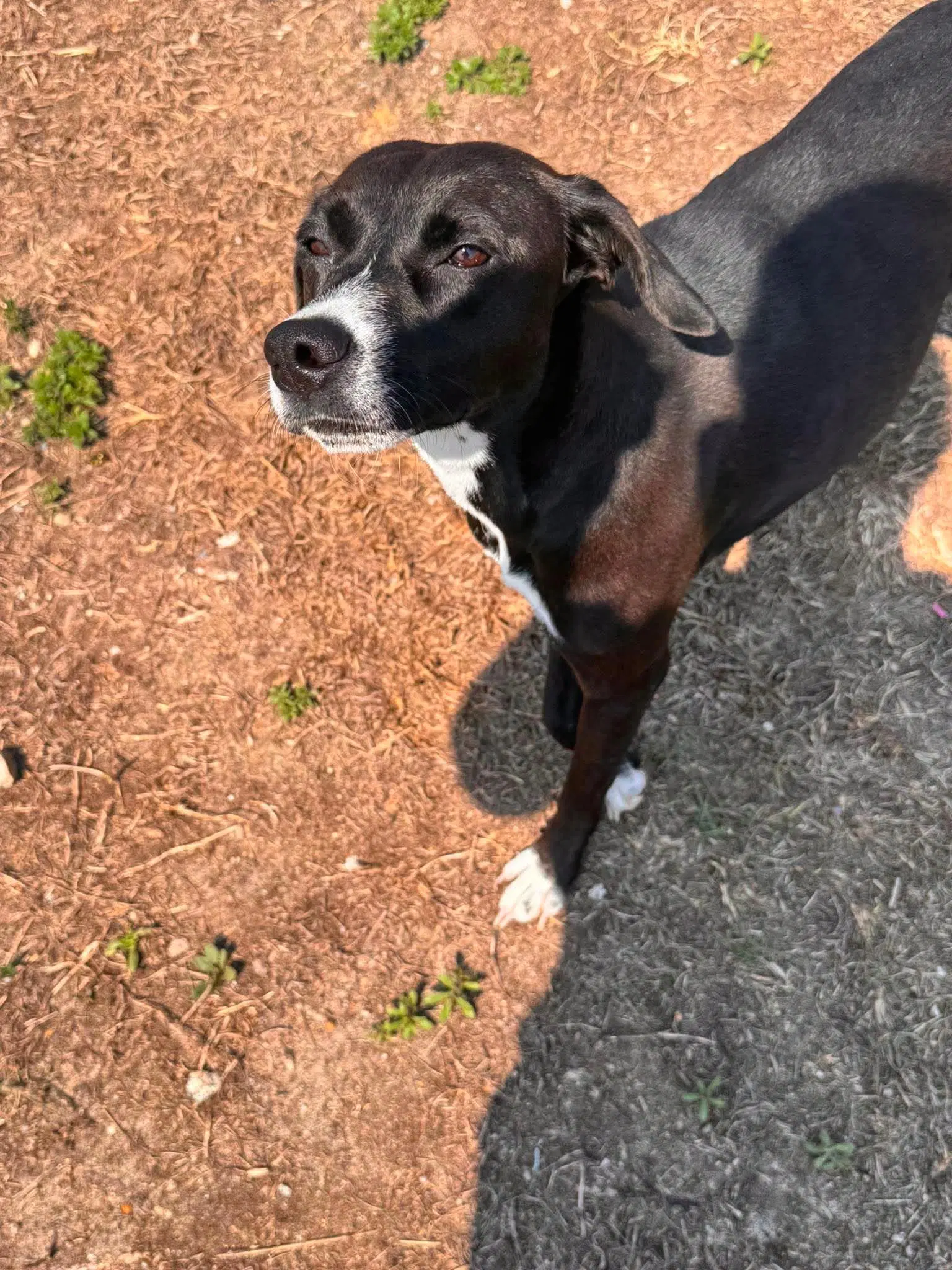 Lucy image 2