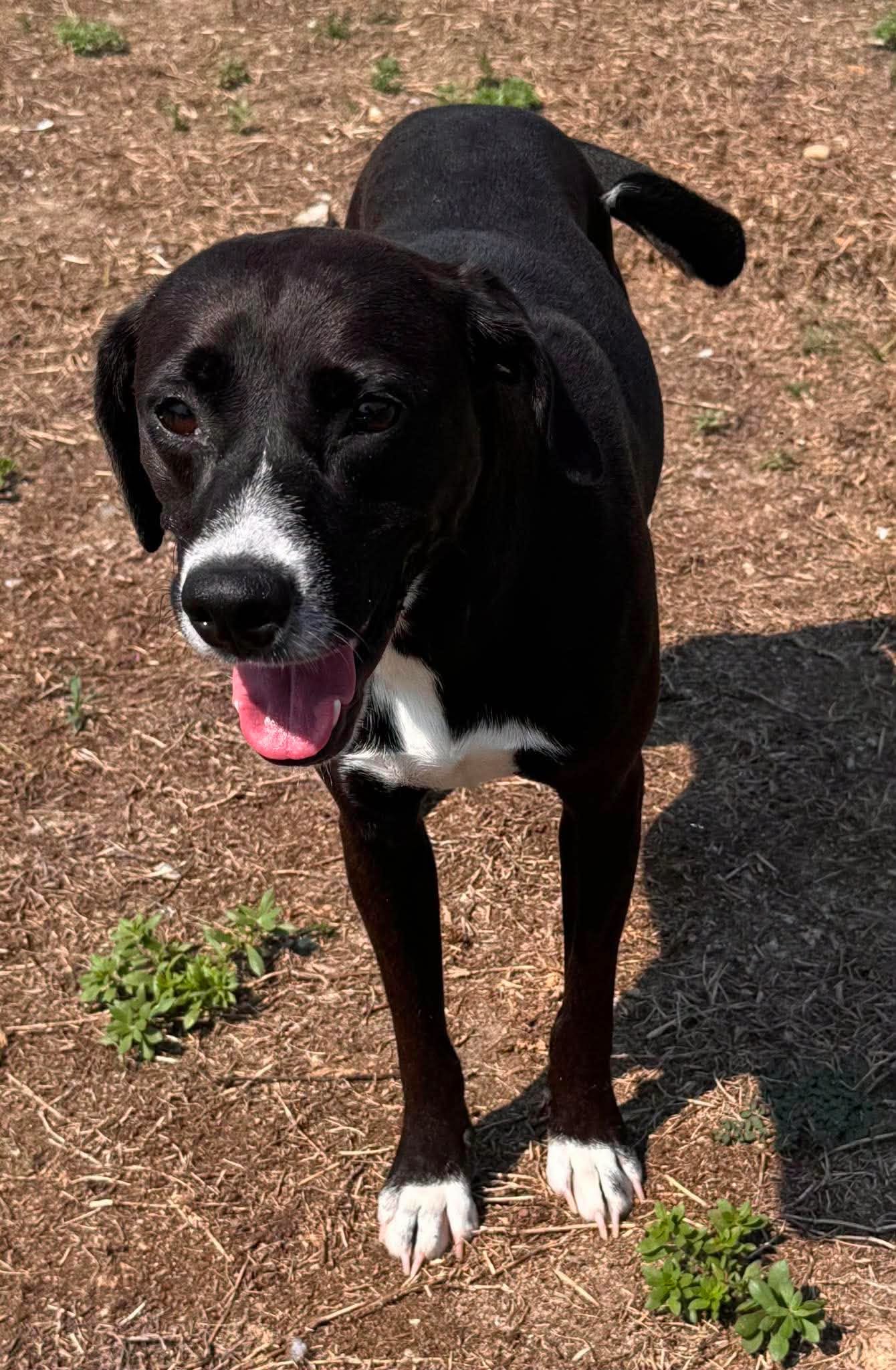 Lucy image 3