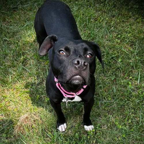 Nutella, a dog for adoption from Passion 4 Paws