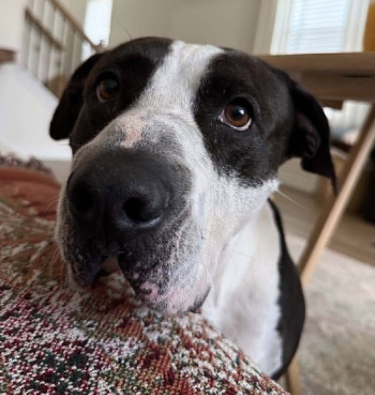 Martha Stu, Mixed Breed