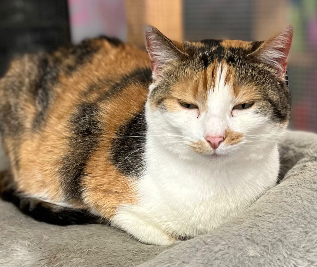 adoptable Cat in Leonardtown, MD named Grace