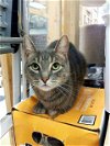adoptable Cat in leonardtown, MD named Hugh (Jupiter)
