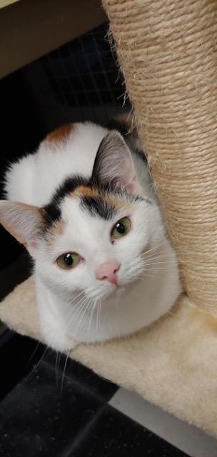 adoptable Cat in Leonardtown, MD named Annika