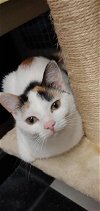 adoptable Cat in , MD named Annika