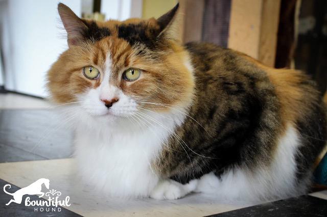 adoptable Cat in Leonardtown, MD named Drema