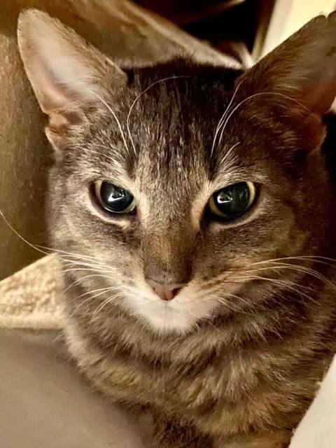 adoptable Cat in Leonardtown, MD named Penelope