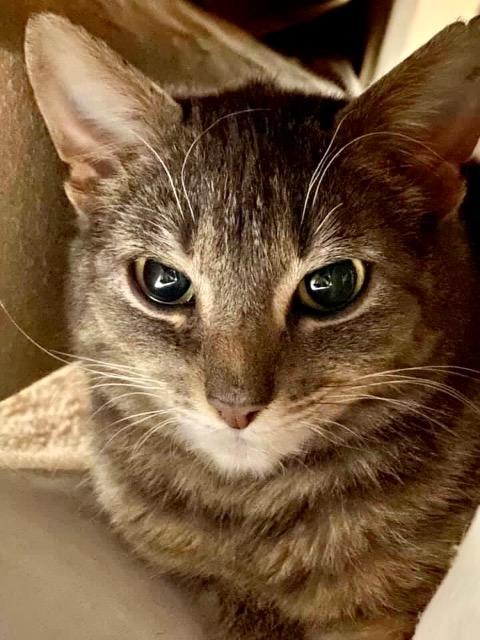 Penelope