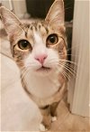 adoptable Cat in leonardtown, MD named Duncan