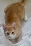 adoptable Cat in leonardtown, MD named DJ
