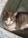 adoptable Cat in Leonardtown, MD named Bippity