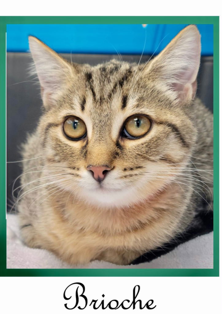 adoptable Cat in Leonardtown, MD named Brioche