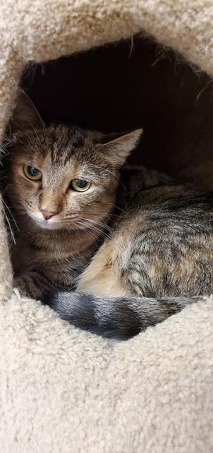 adoptable Cat in Leonardtown, MD named Ava