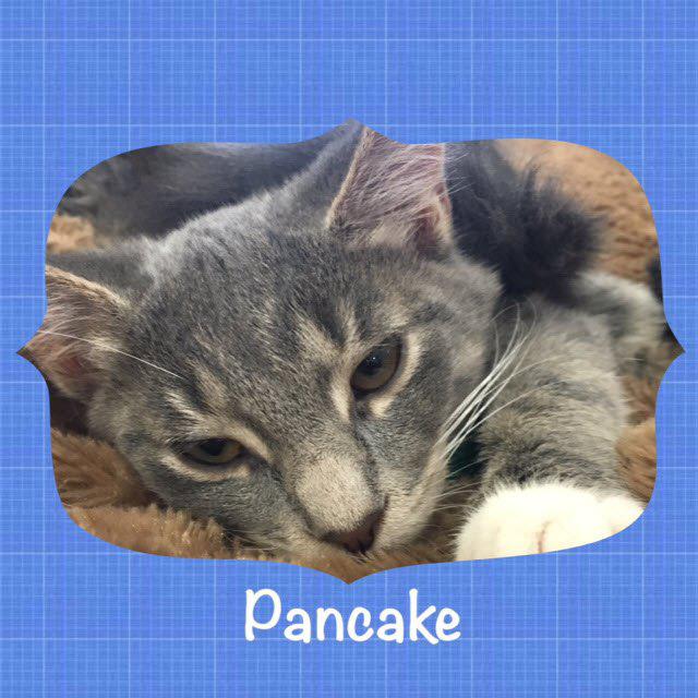 adoptable Cat in Leonardtown, MD named Pancake