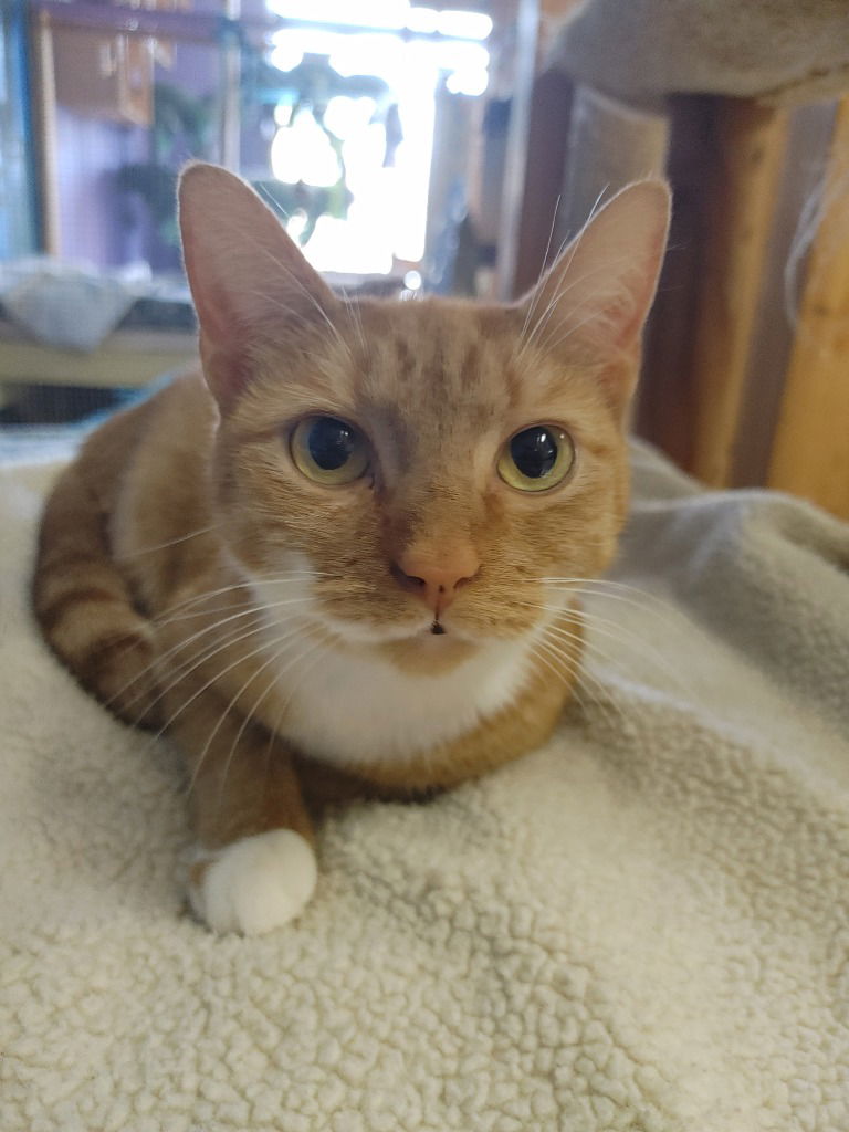 adoptable Cat in Leonardtown, MD named Annie