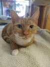 adoptable Cat in Leonardtown, MD named Annie