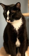 adoptable Cat in Leonardtown, MD named Darian