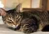 adoptable Cat in Leonardtown, MD named Sammy