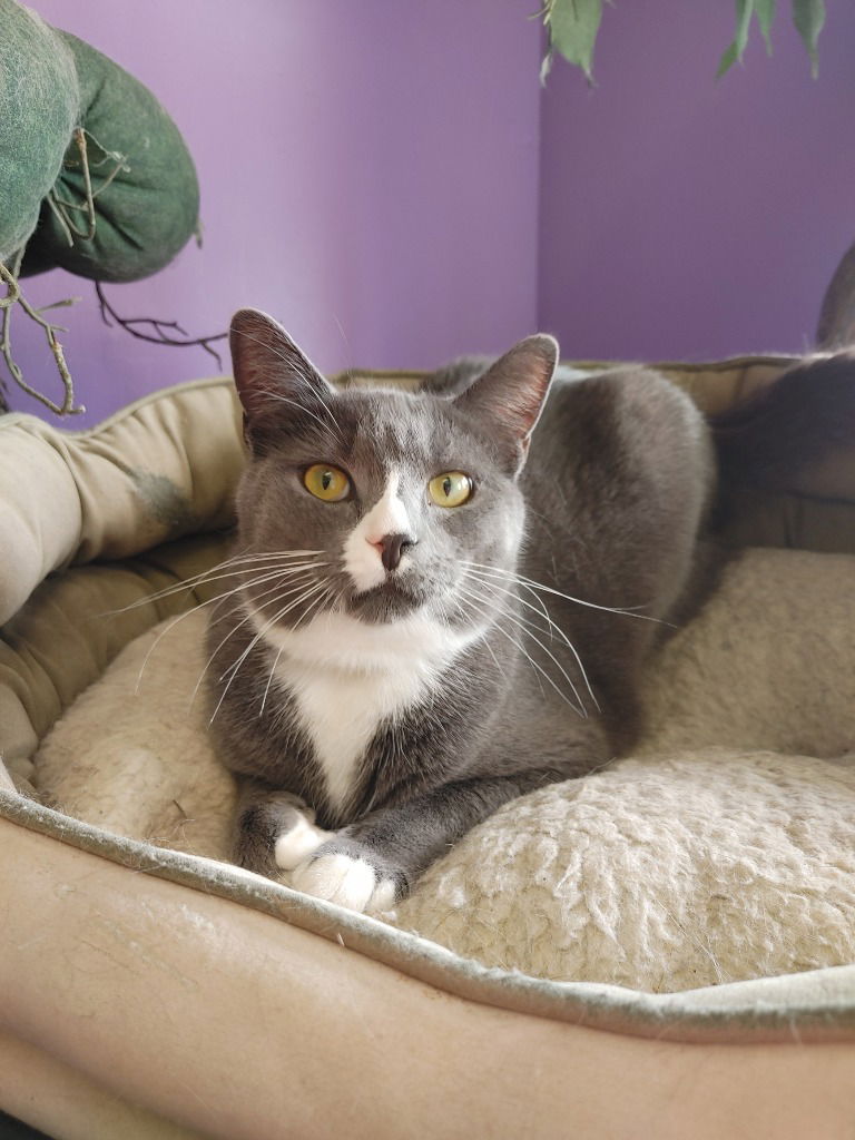 adoptable Cat in Leonardtown, MD named Issac