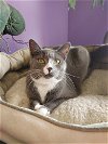 adoptable Cat in leonardtown, MD named Issac