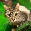 adoptable Cat in leonardtown, MD named Ladybug