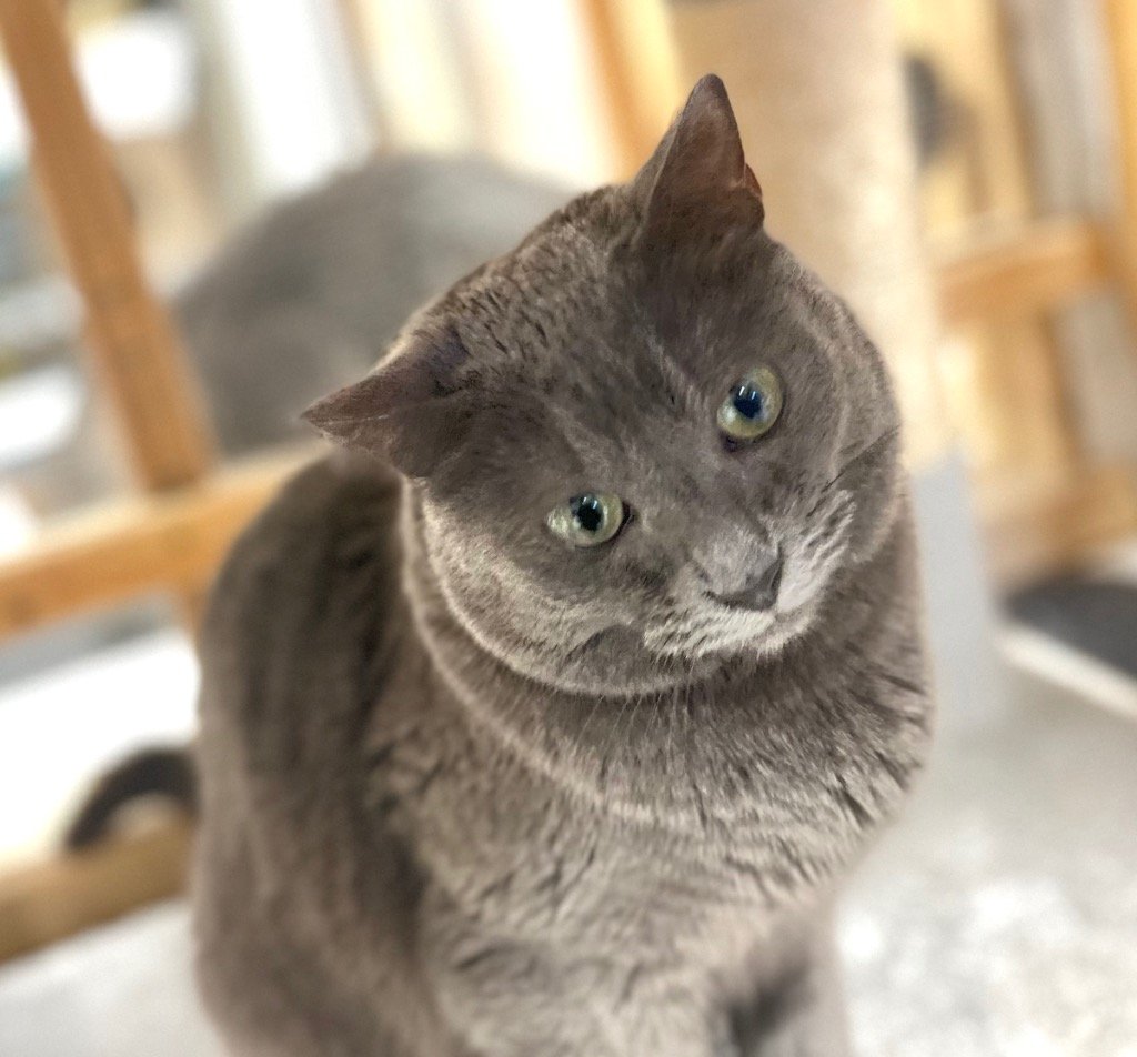 adoptable Cat in Leonardtown, MD named Nani (Teaser)