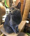 adoptable Cat in leonardtown, MD named Fizzle (Ocean)