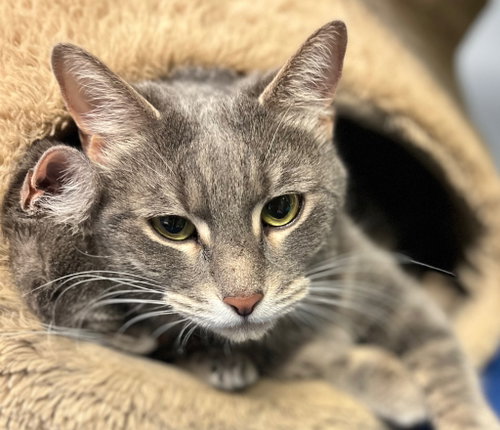Henry, Adult Domestic Short Hair, cat for adoption in Leonardtown, Maryland