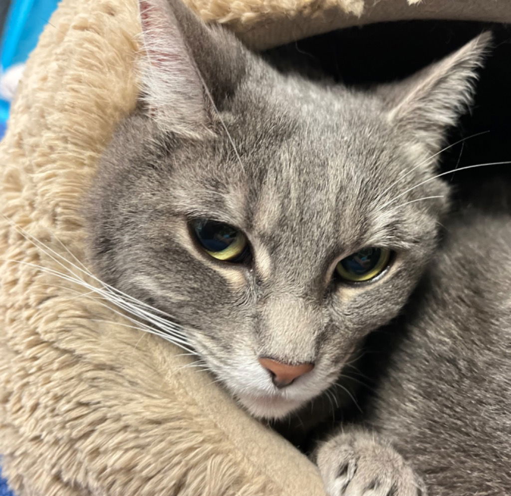 adoptable Cat in Leonardtown, MD named Piper