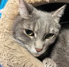 adoptable Cat in Leonardtown, MD named Piper