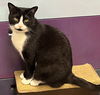 adoptable Cat in Leonardtown, MD named Tux