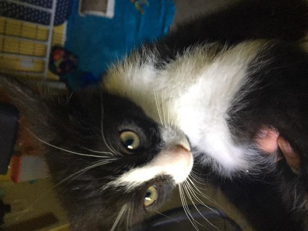 Tux