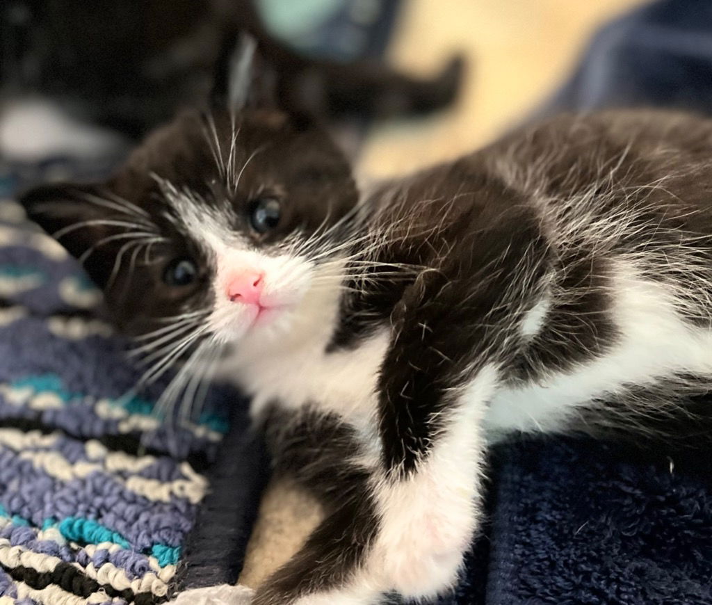 adoptable Cat in Leonardtown, MD named Albert